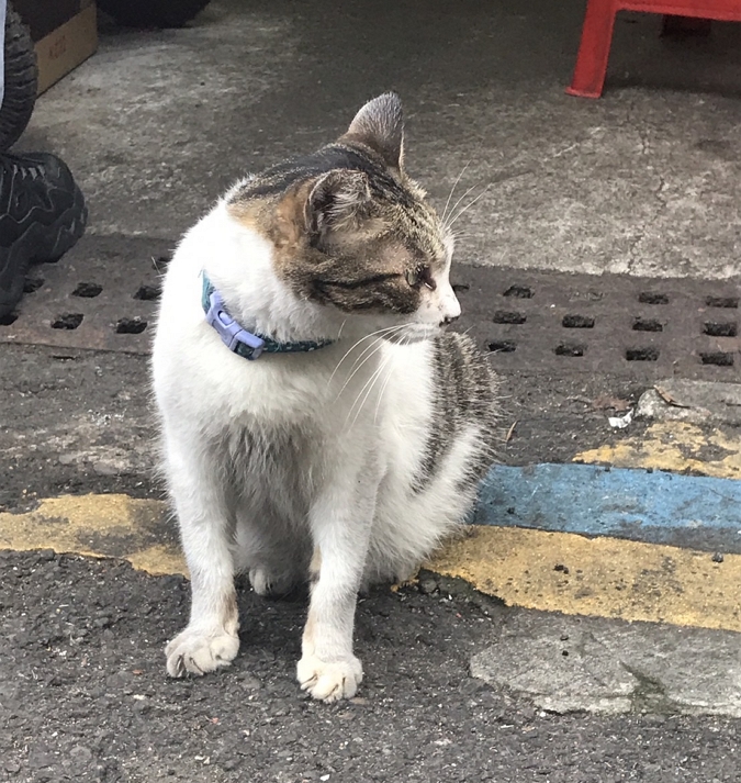 南機場夜市攤商飼養的浪貓